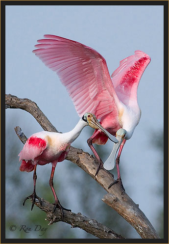 Roseate Spoonbills in Breeding Plumage, High Island